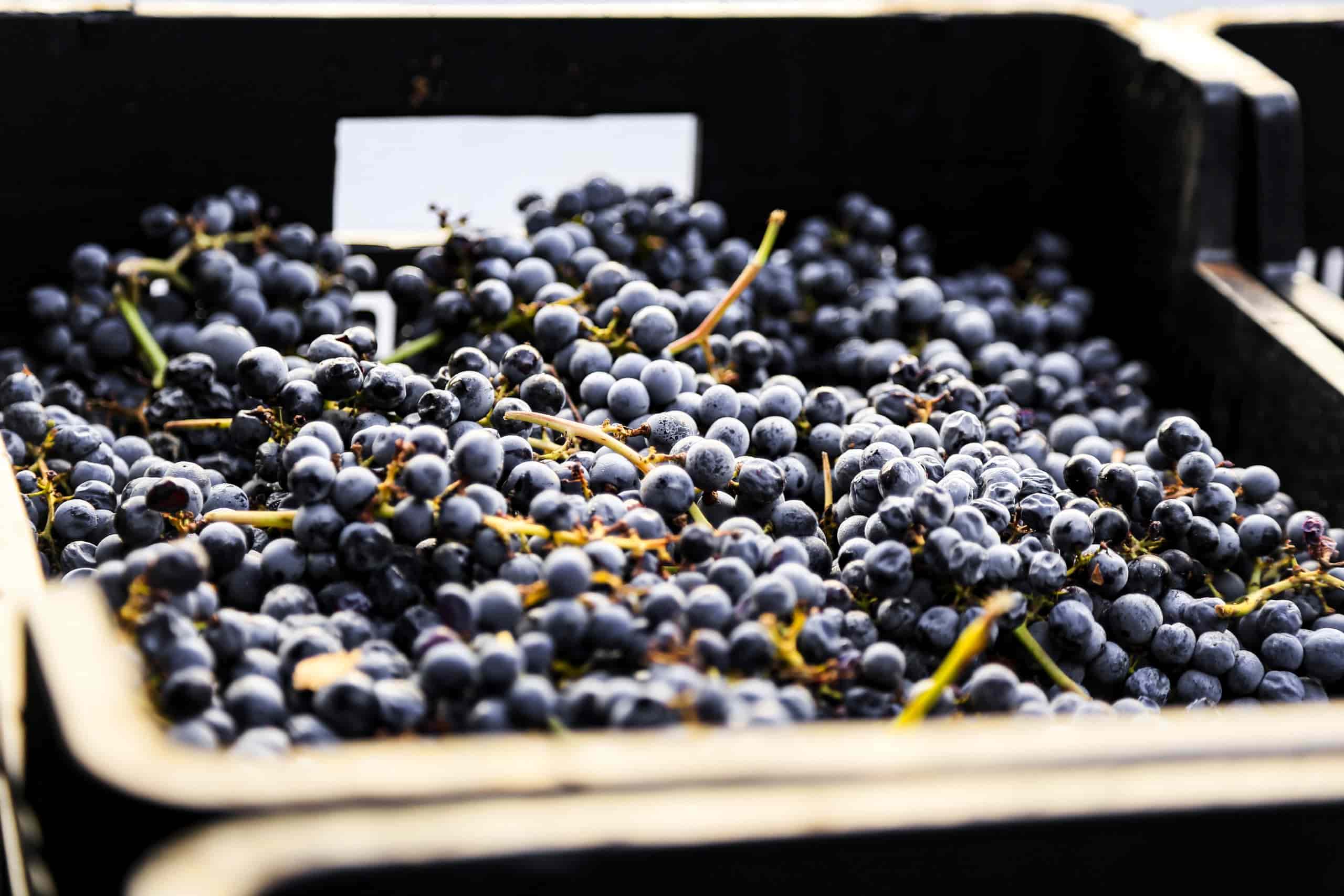 Elaboración Artesana