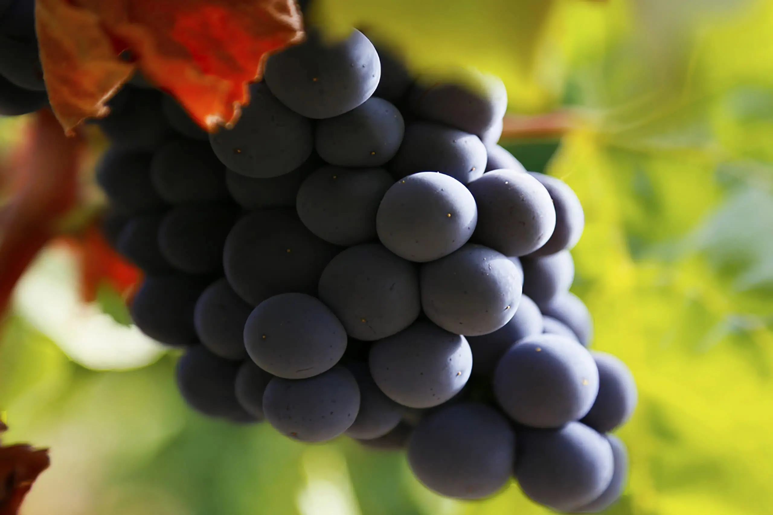 Monastrell de Alicante en el proceso de elaboración