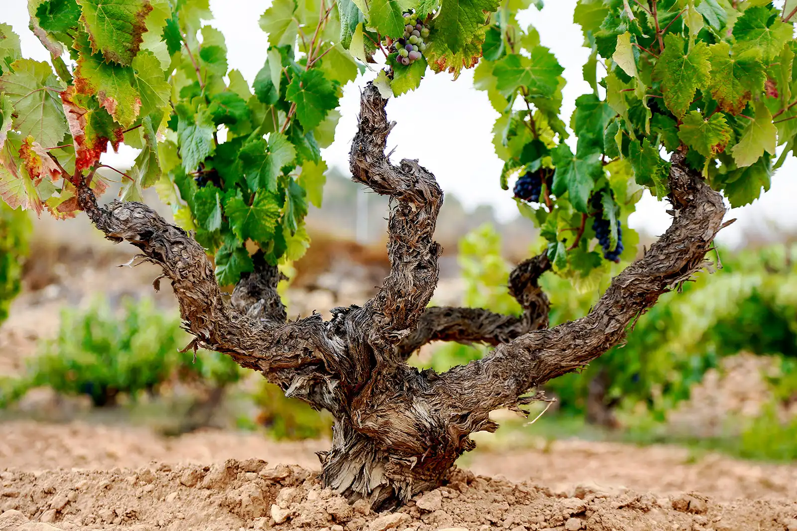 Uvas de Monastrell en la vendimia