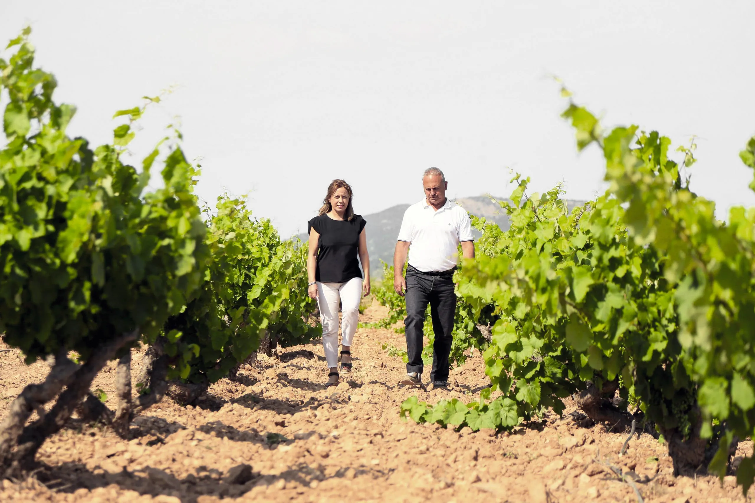 Bodegas Alejandro, Monóvar, Alicante