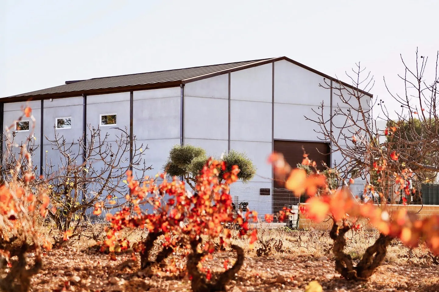 Viñedos y bodega de Bodegas Alejandro en Monóvar, Alicante