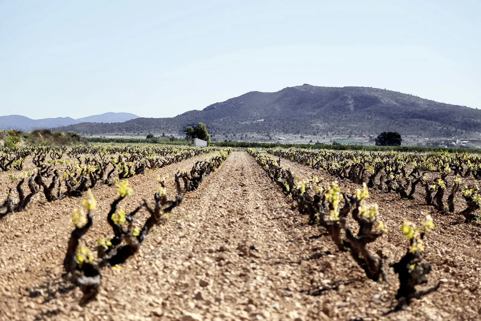 Viñedos Bodegas Alejandro
