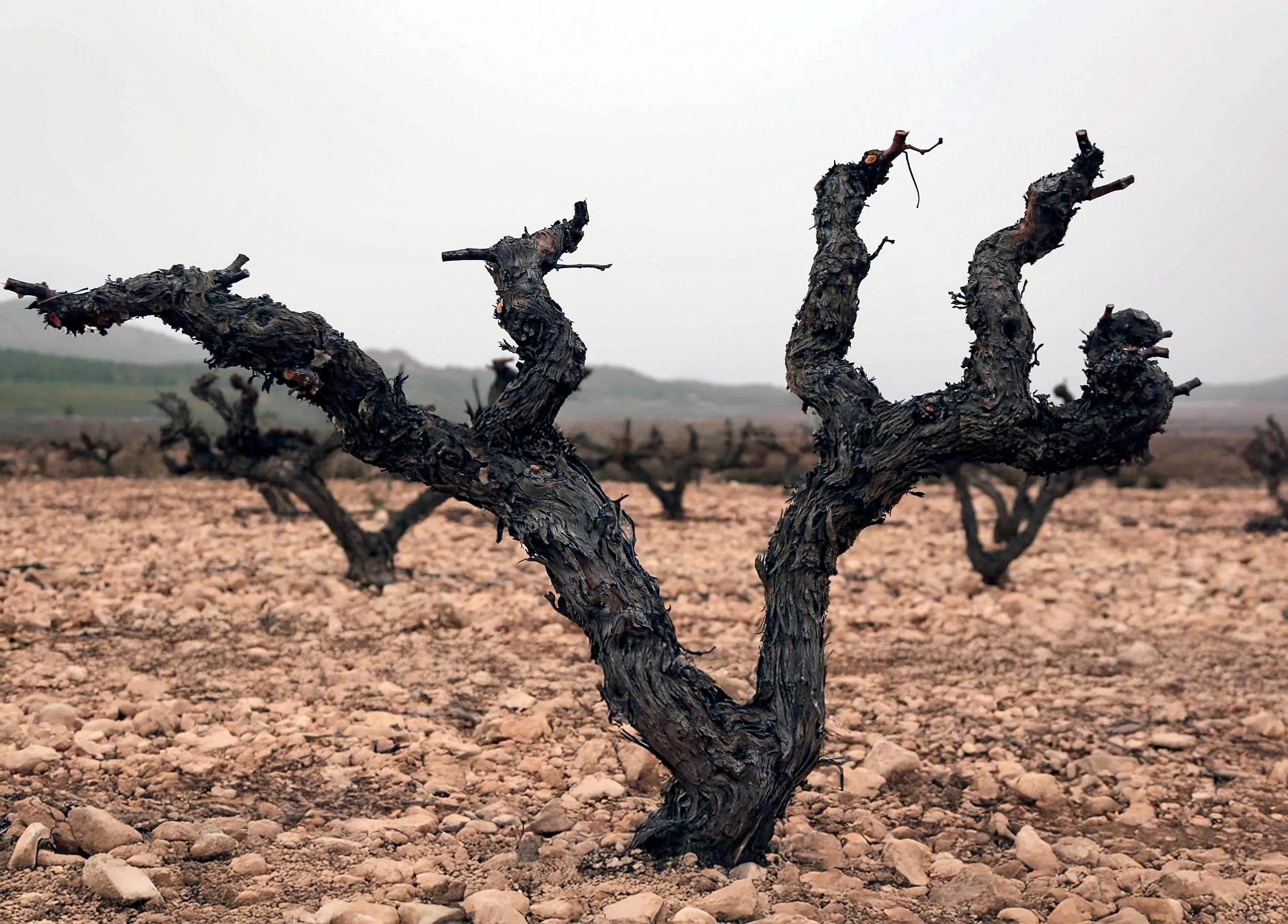 Viñedos en el Medio Vinalopó