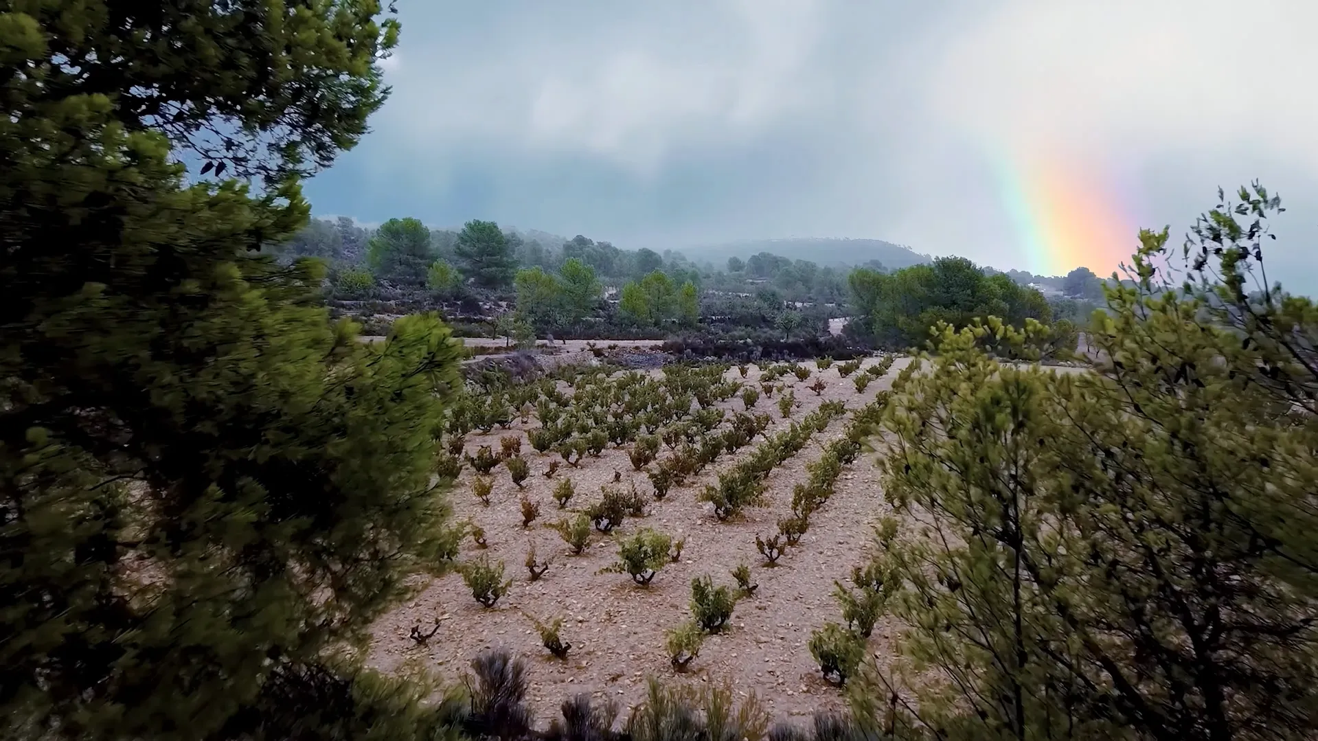 Terroir de Alicante, tierra de viñedos