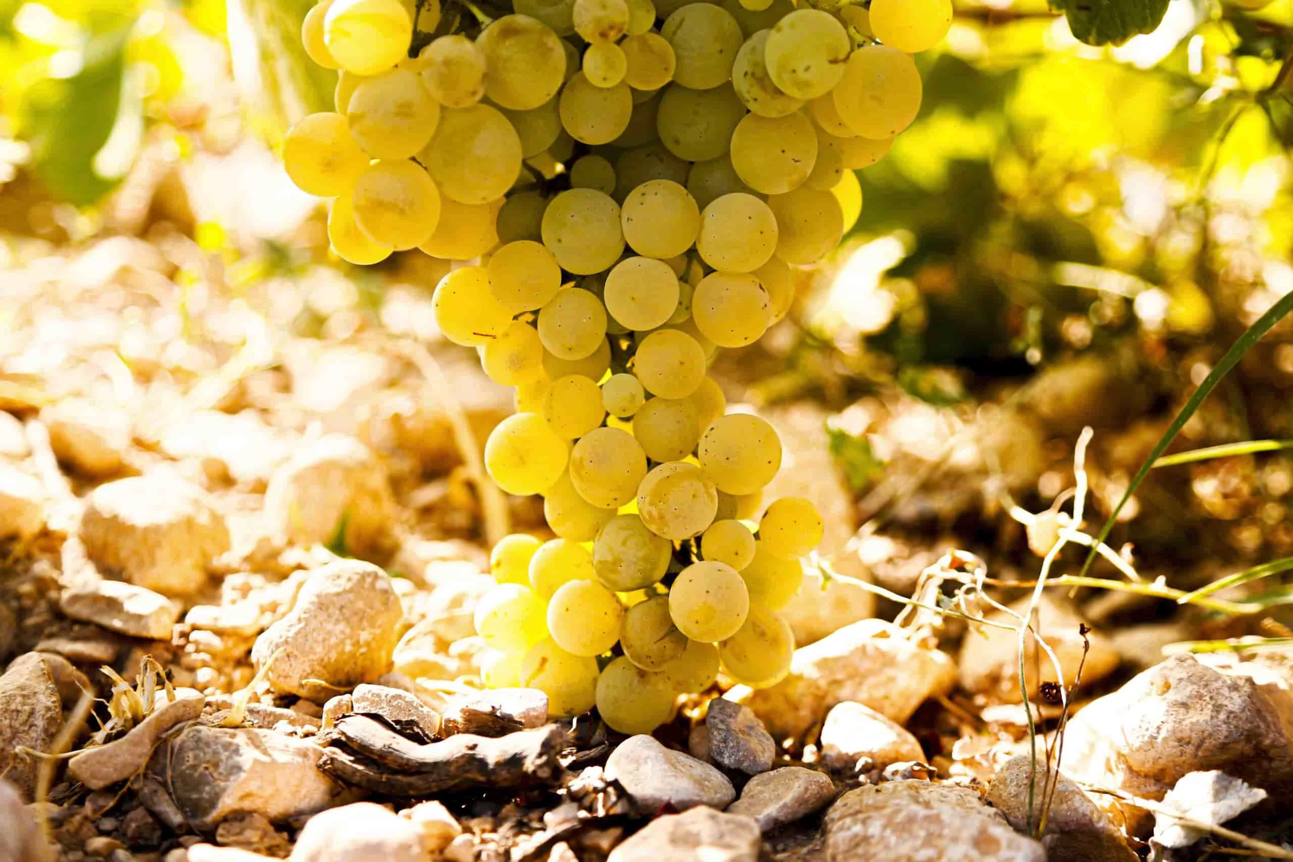 Uvas de Merseguera, variedad autóctona de Alicante