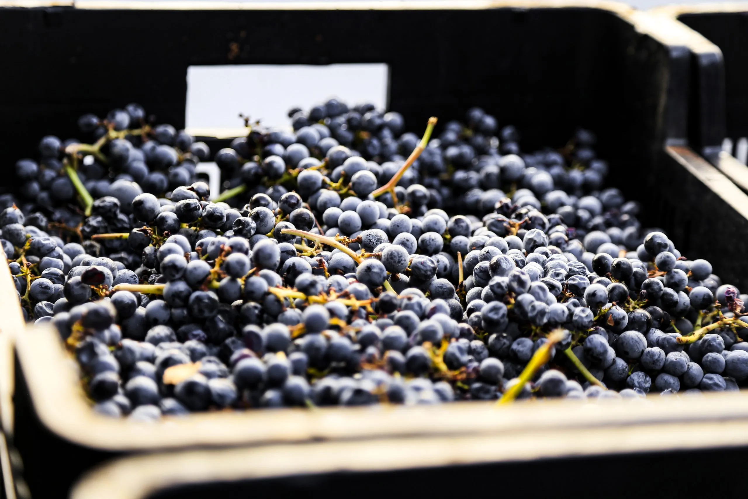 Proceso de elaboración de vino en Bodegas Alejandro