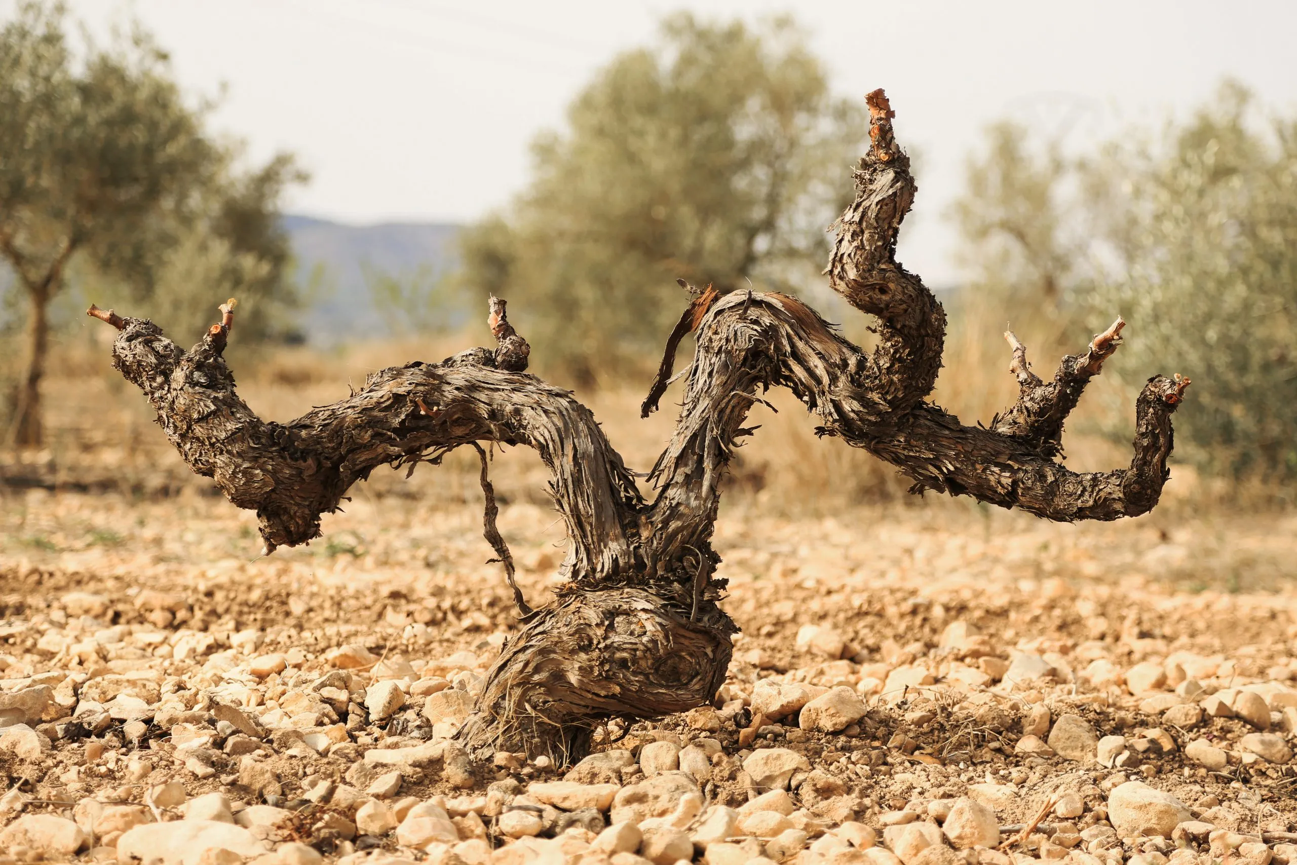 Parcelas de viñedo en el entorno de Monóvar