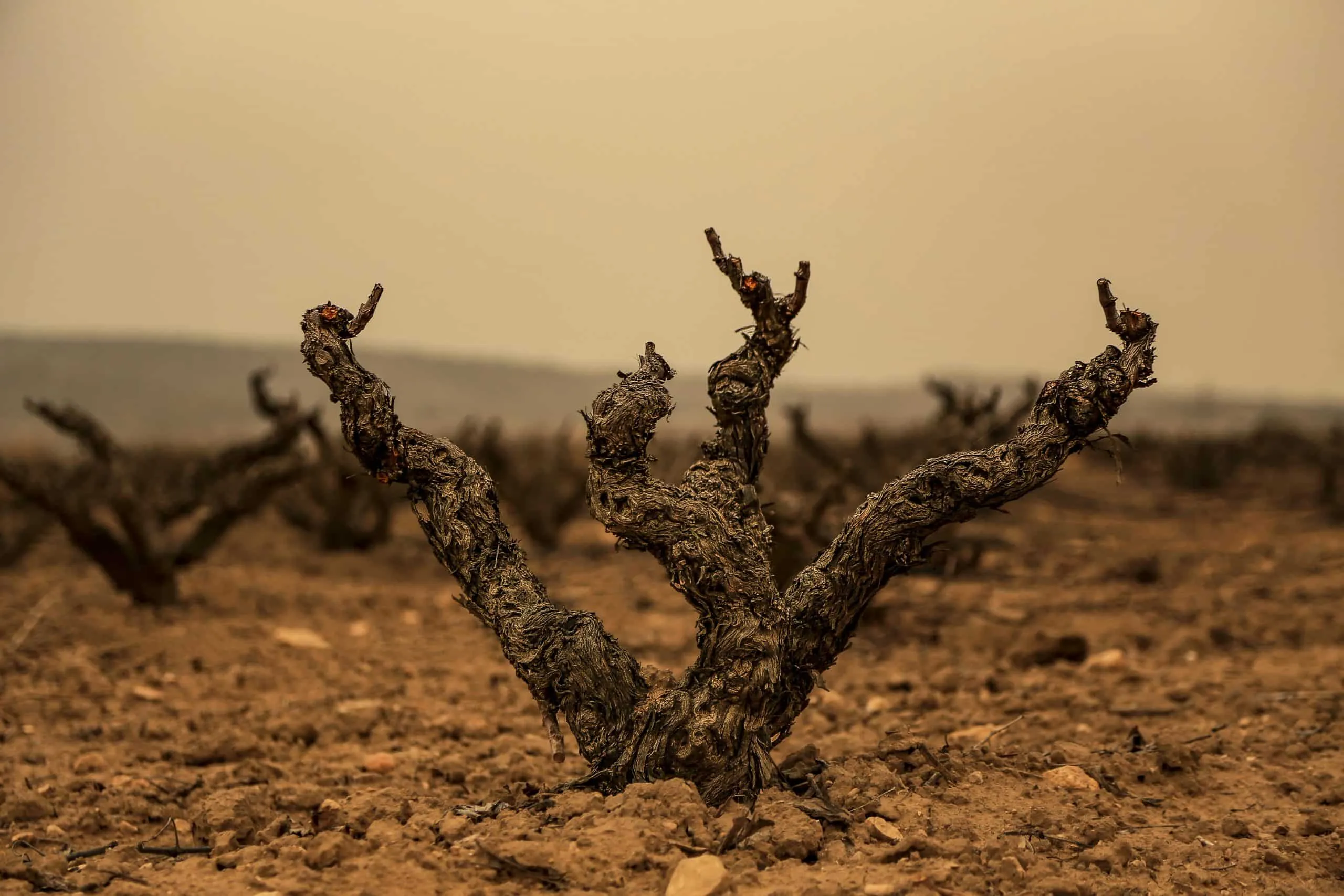 Viñedos de Monastrell en Monóvar, Medio Vinalopó